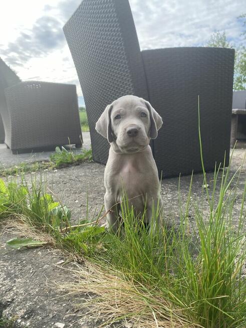 Wyżeł weimarski FCI