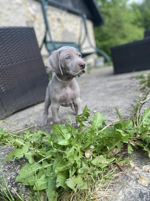 Wyżeł weimarski FCI