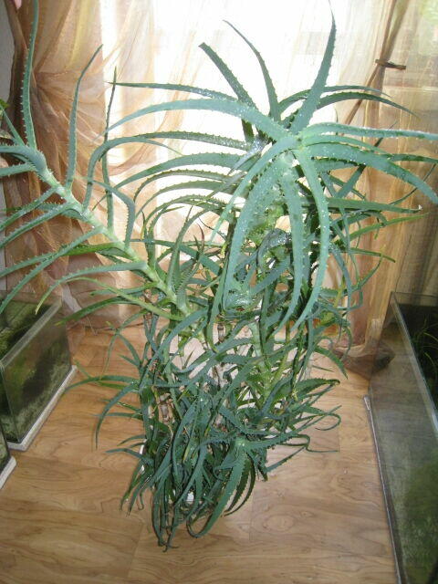 Aloes drzewiasty 7 - letni, wysokość 100 cm.