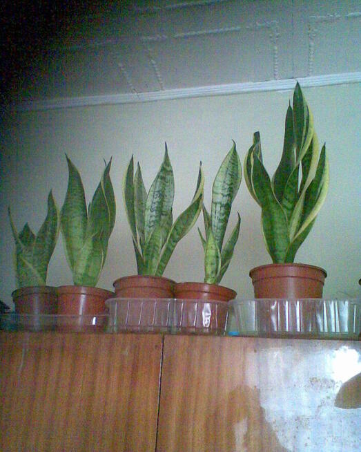 SANSOVIERIA OD 10 DO 20ZŁ