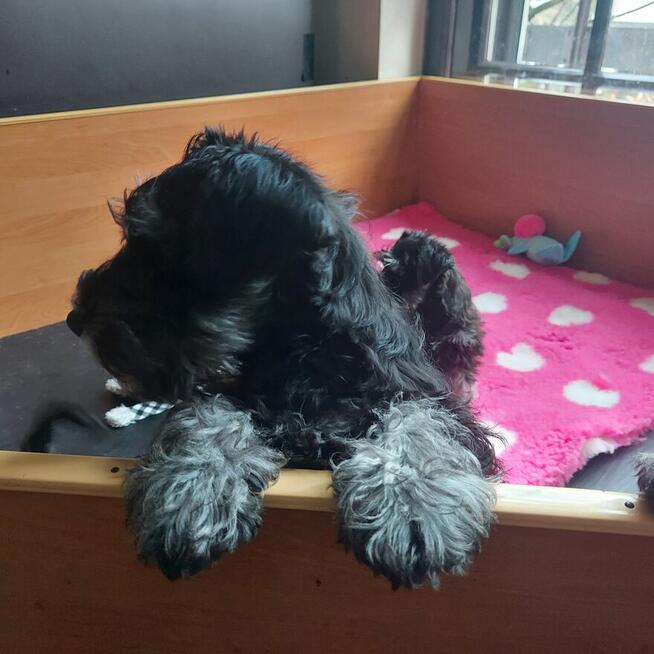 Sznaucer miniaturowy