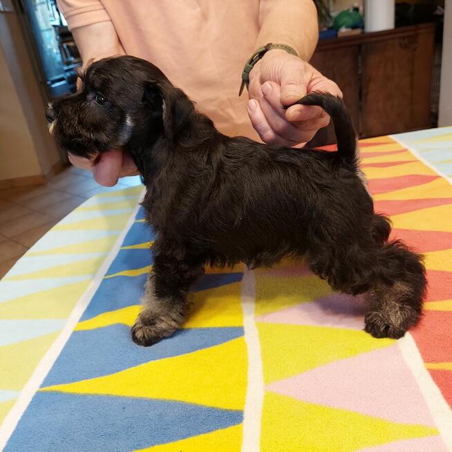 Sznaucer miniaturowy