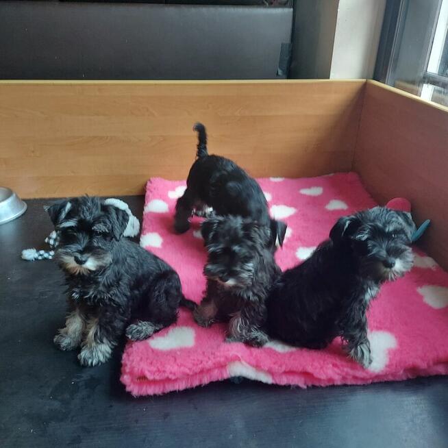 Sznaucer miniaturowy