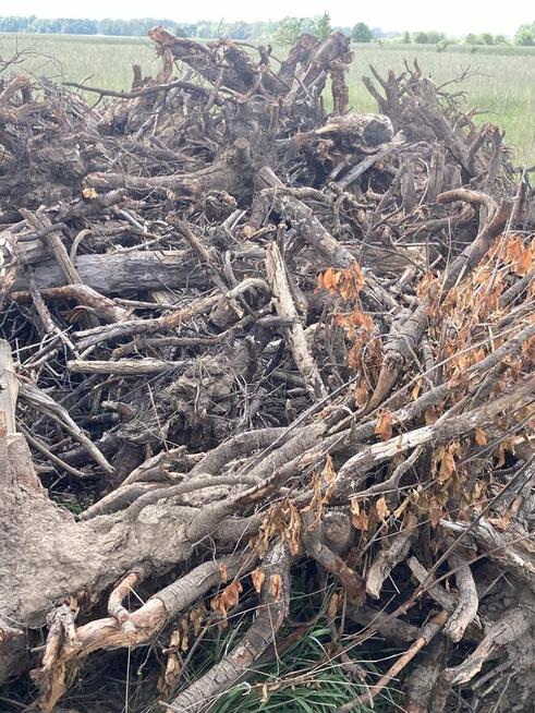 Karpina, korzenie, opał, biomasa, cena 5 pln za 1 mp3, dowó