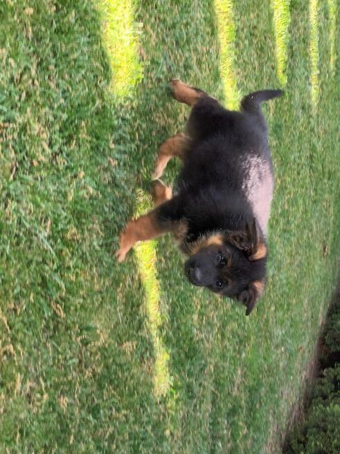 Szczenięta Owczarka Niemieckiego krótkowłosego