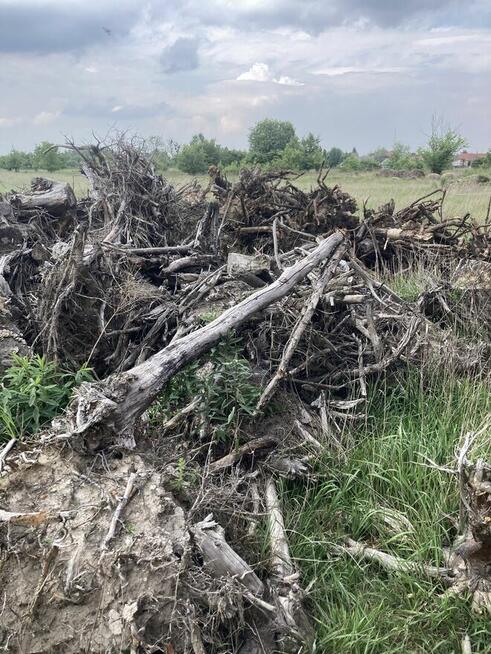 Karpina, korzenie, opał, biomasa, cena 5 pln za 1 mp3, dowó