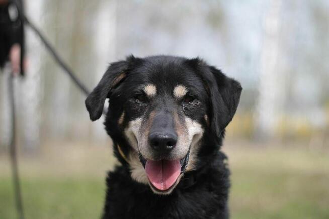 Psi senior Misiek szuka domu!