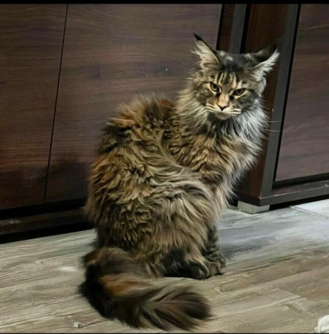 Kocurek Maine Coon rudy