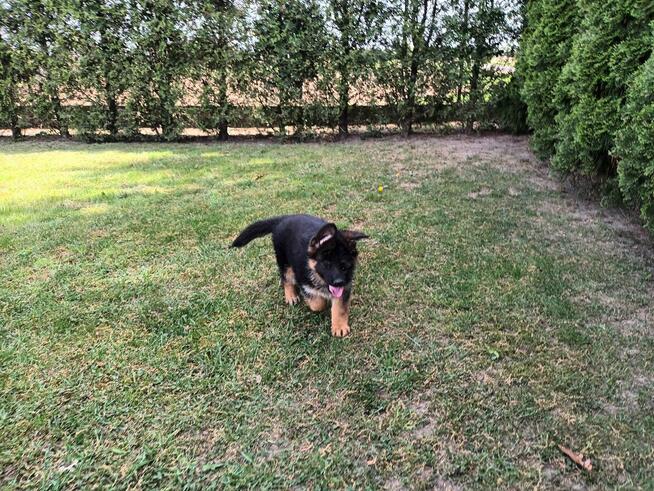 Szczenięta Owczarka Niemieckiego krótkowłosego