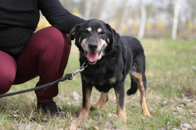 Psi senior Misiek szuka domu!