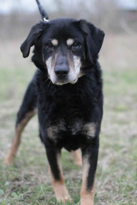 Psi senior Misiek szuka domu!