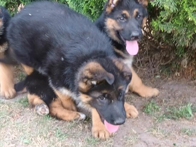 Szczenięta Owczarka Niemieckiego krótkowłosego