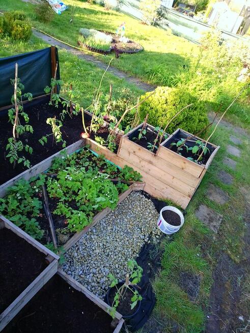 Działka ROD Olsztyn - Wójtowa Rola