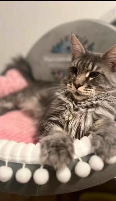 Kocurek Maine Coon rudy