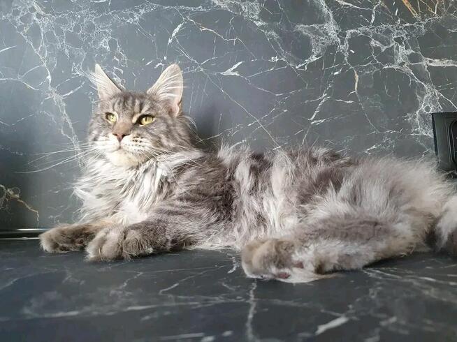 Kocurek Maine Coon rudy