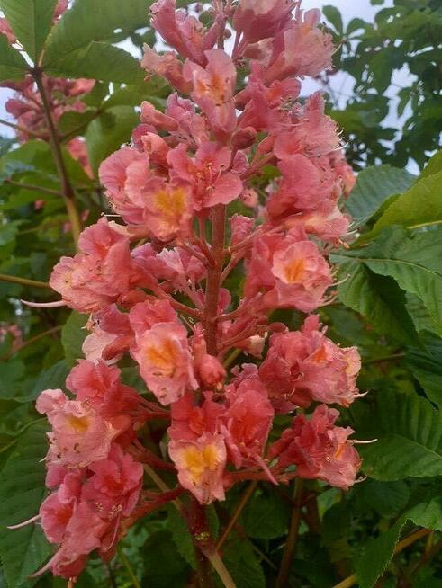 Wirtualna znajomość PRZYIACIELE