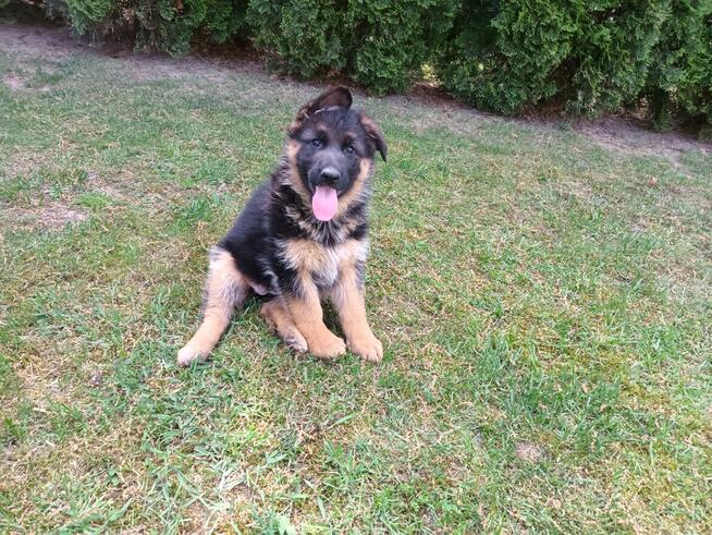 Szczenięta Owczarka Niemieckiego krótkowłosego