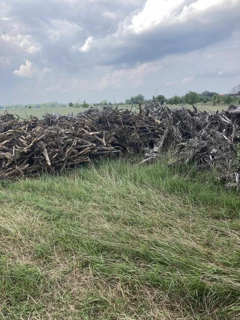 Karpina, korzenie, opał, biomasa, cena 5 pln za 1 mp3, dowó