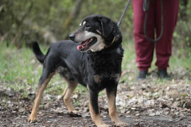 Psi senior Misiek szuka domu!