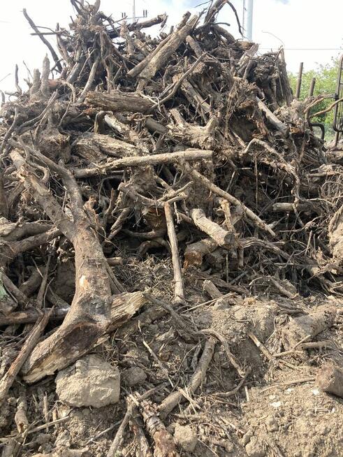 Karpina, korzenie, opał, biomasa, cena 5 pln za 1 mp3, dowó