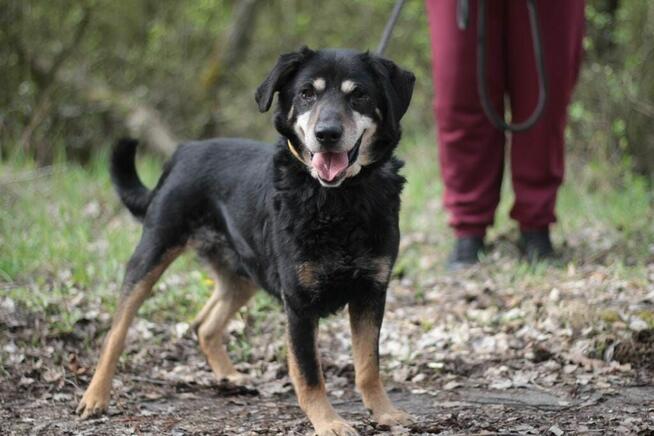 Psi senior Misiek szuka domu!