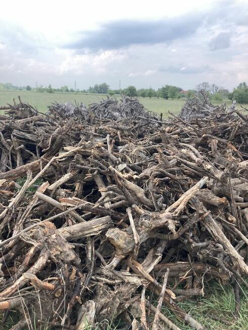 Karpina, korzenie, opał, biomasa, cena 5 pln za 1 mp3, dowó