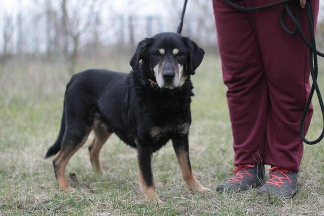 Psi senior Misiek szuka domu!