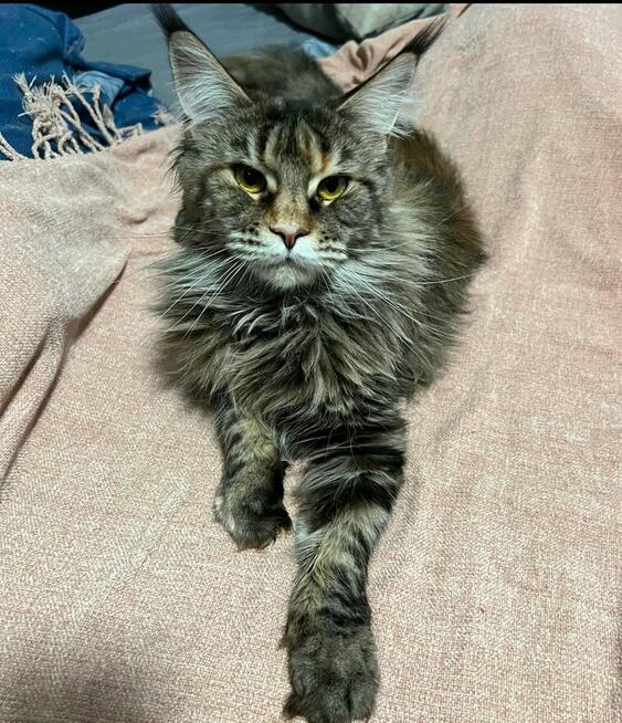 Kocurek Maine Coon rudy