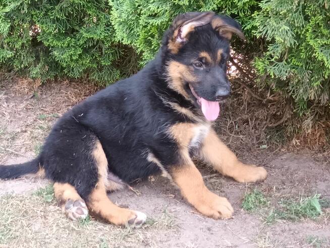 Szczenięta Owczarka Niemieckiego krótkowłosego