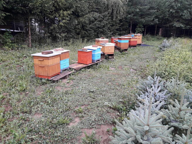 odkłady pszczele
