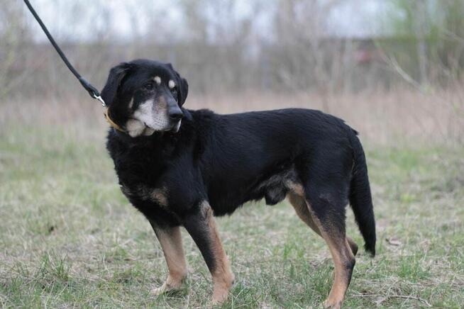 Psi senior Misiek szuka domu!