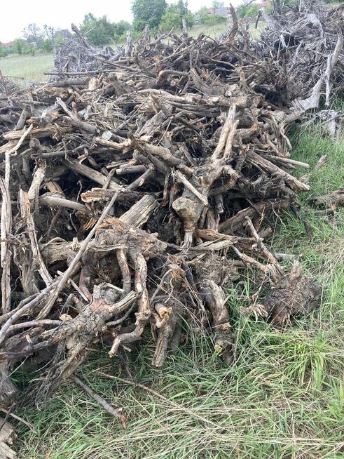 Karpina, korzenie, opał, biomasa, cena 5 pln za 1 mp3, dowó