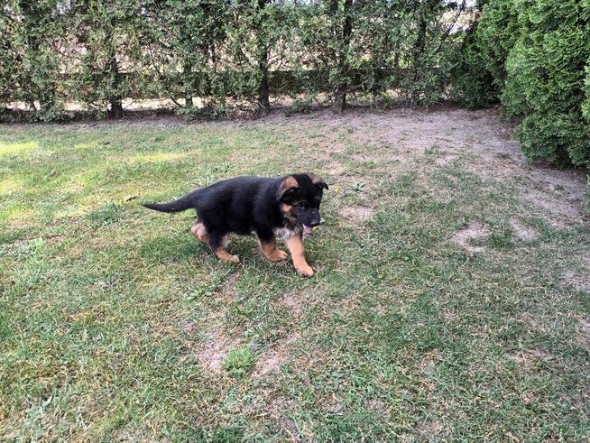 Szczenięta Owczarka Niemieckiego krótkowłosego