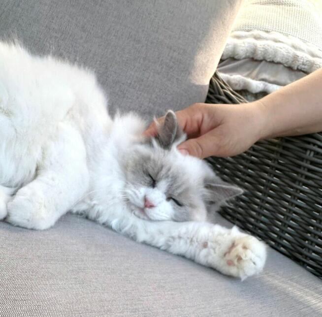 Kocięta z hodowli KaszmirowyDotyk*PL - FPL