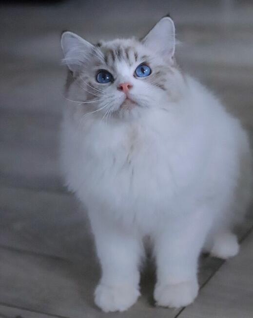 Coffee cudowny Kocurek do hodowli i na kolanka – FPL