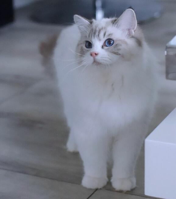 Coffee cudowny Kocurek do hodowli i na kolanka – FPL