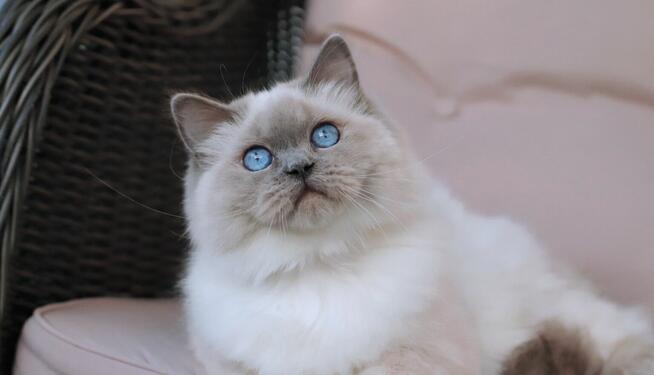 Kocięta z hodowli KaszmirowyDotyk*PL - FPL