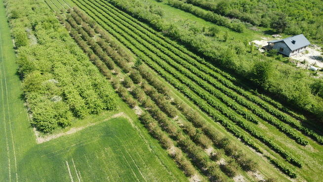 Działka rolno-budowlana w Kamieniu Kolonii.