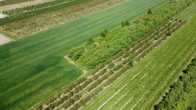 Działka rolno-budowlana w Kamieniu Kolonii.