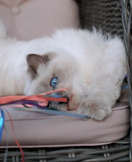 Kocięta z hodowli KaszmirowyDotyk*PL - FPL