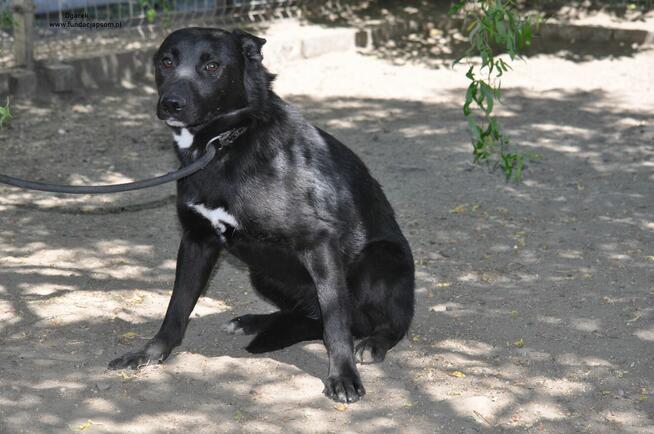 Ogarek - szuka domku