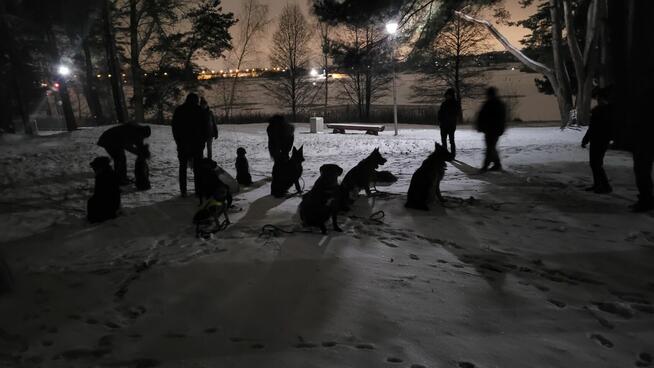 Szkolenie psów Kielce