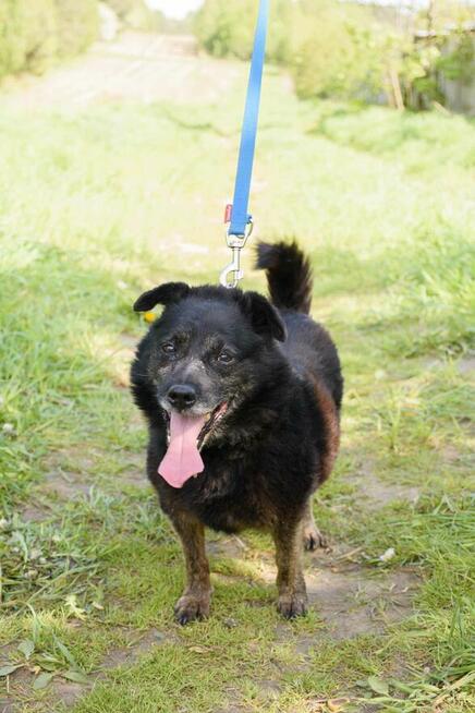 Bubu do adopcji