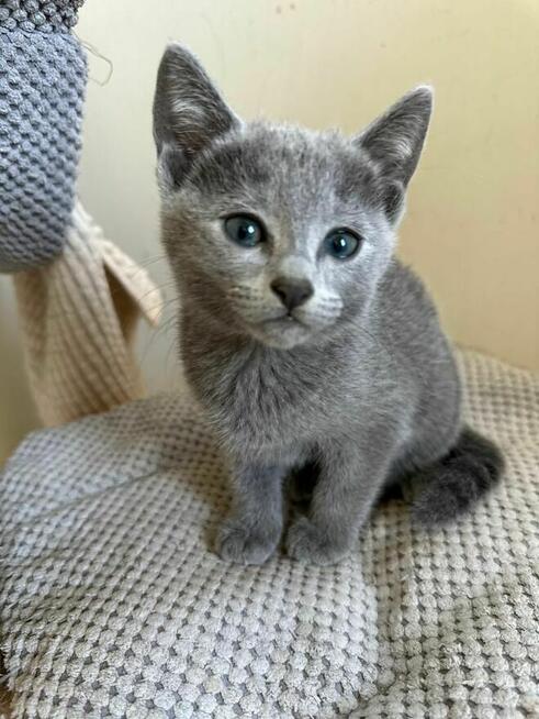 Kocurek Rosyjski Niebieski WCF