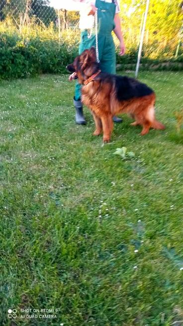 Pies długowłosy oferta krycia 500