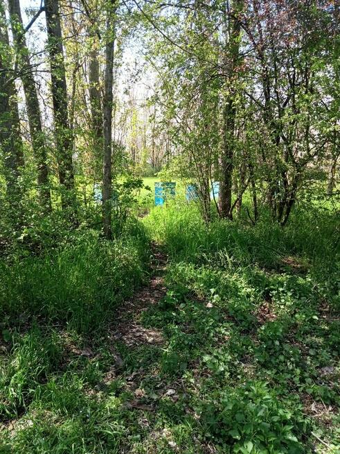 sprzedam miód leśny