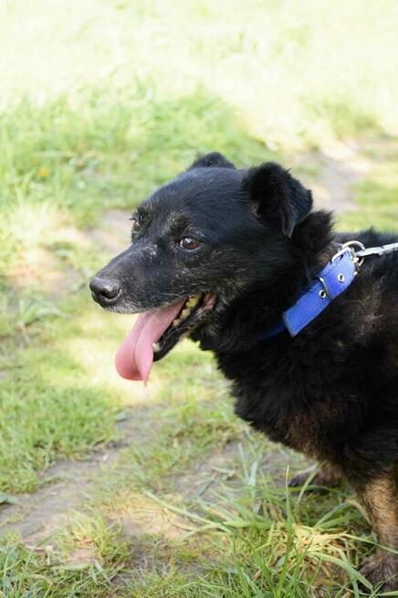 Bubu do adopcji