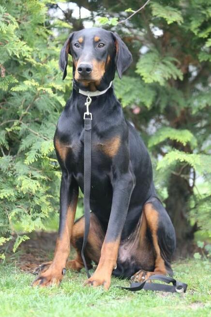 Dobermany