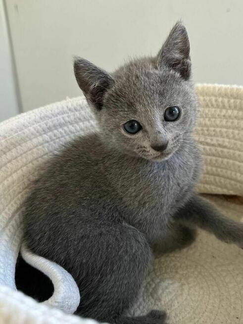 Kocurek Rosyjski Niebieski WCF