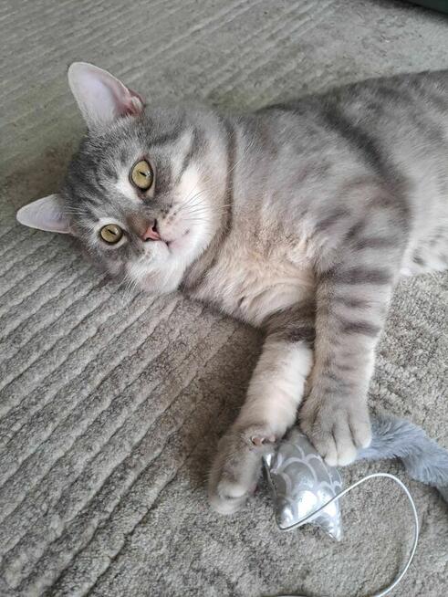 Kot brytyjski - krycie